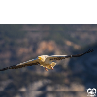 گونه کرکس مصری Egyptian Vulture